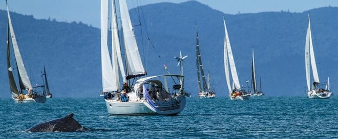 Airlie Beach Race  Week 2013, one or two whales and calf on the course enjoying the stunning Whitsunday weather while the competitors slip - Abell Point Marina Airlie Beach Race Week 2013 © Shirley Wodson